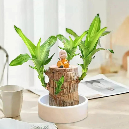Magical ™ Brazilian Lucky Wood Plant – Bring Prosperity Luck & Power 🌿 UPTO 50% OFF 🤩